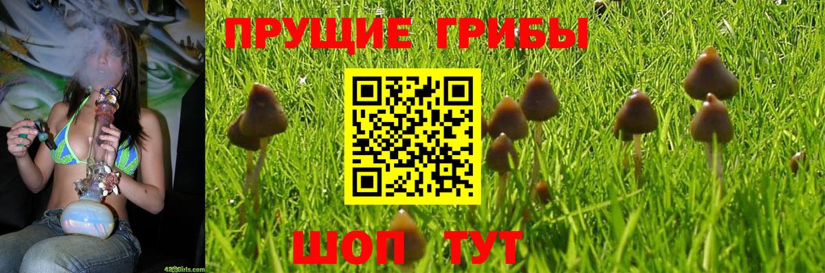 Галлюциногенные грибы Cubensis  Вход с VPN  Минеральные Воды 